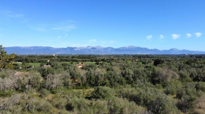 Islas Baleares - Sencelles - 14206m2