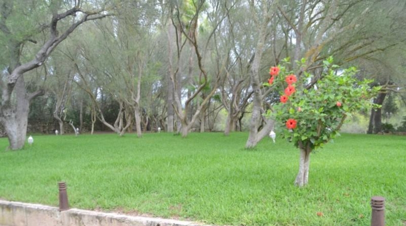 Islas Baleares - Algaida - 71286m2
