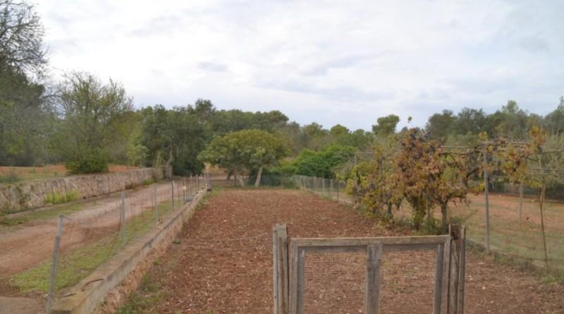 Islas Baleares - Algaida - 71286m2
