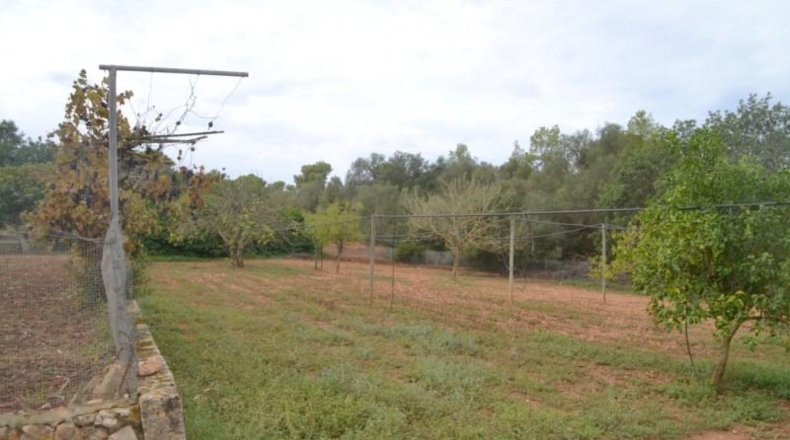 Islas Baleares - Algaida - 71286m2
