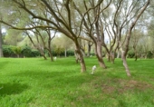Chalet independiente con terreno en venta en la España, Palma, ref: TR136834 foto