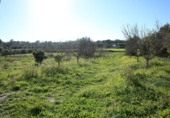 Chalet independiente con terreno en venta en la España, Sant Joan, ref: TR264790 foto