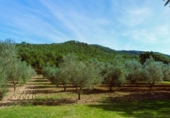 Finca rústica en venta en la España, Calonge, ref: TR297621 foto