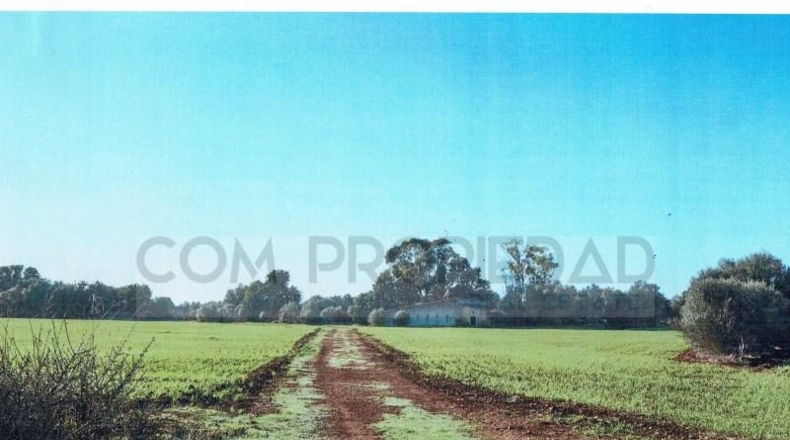 Balearic Islands - Felanitx - 217089m2