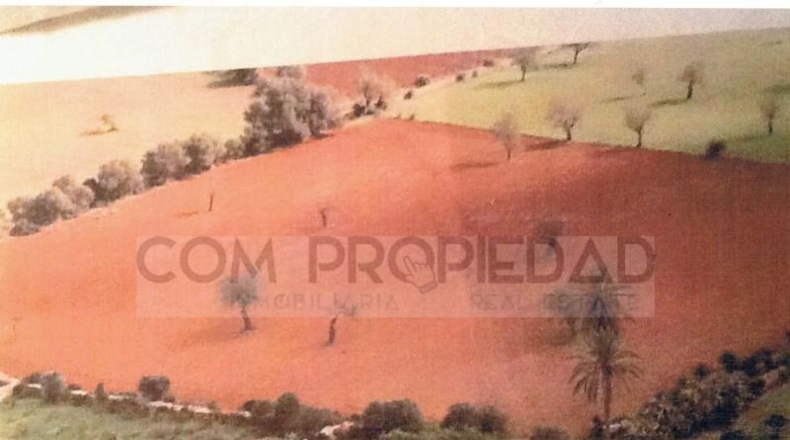 Balearic Islands - Felanitx - 217089m2