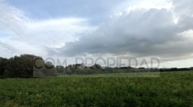 Balearic Islands - Felanitx - 217089m2