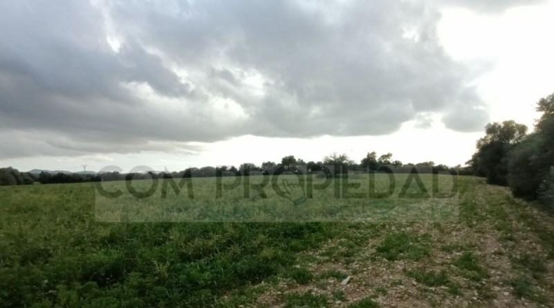 Balearic Islands - Felanitx - 217089m2