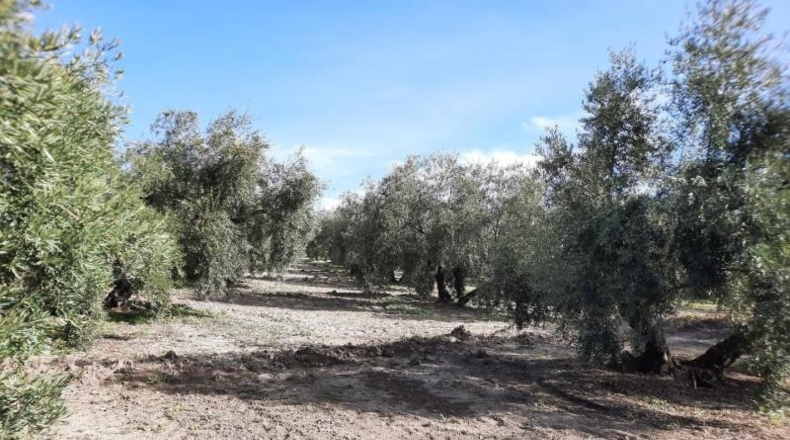 Córdoba - Rute - 438000m2