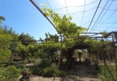 Chalet independiente con terreno en venta en la España, Santa Eugènia, ref: TR229388 foto