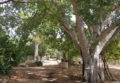 Detached villa with land for sale on España, Sa Pobla, ref: TR135301 photo