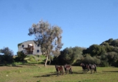 Country house with land for sale on España, Alaior, ref: TR143017 photo