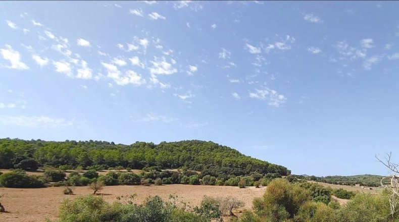 Islas Baleares - Algaida - 550000m2