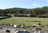 Casa de campo con terreno en venta en la España, Ciutadella de Menorca, ref: TR143060 foto