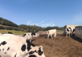 Casa de campo con terreno en venta en la España, Ciutadella de Menorca, ref: TR143060 foto