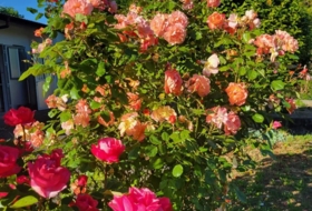Foto 9