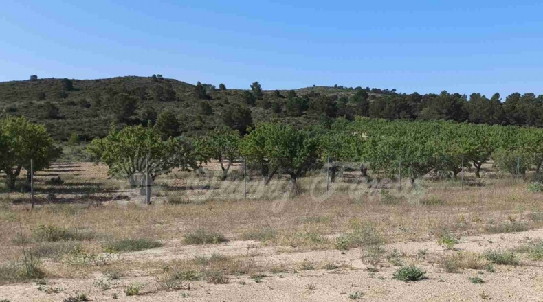 Albacete - Caudete - 5000m2