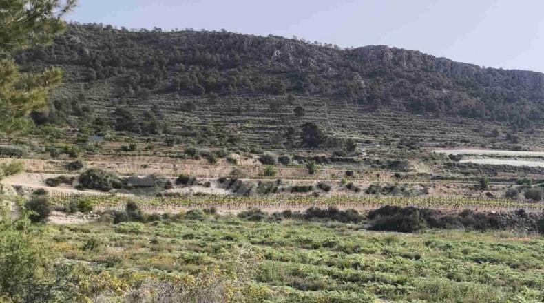 Alicante - La Romana - 10000m2