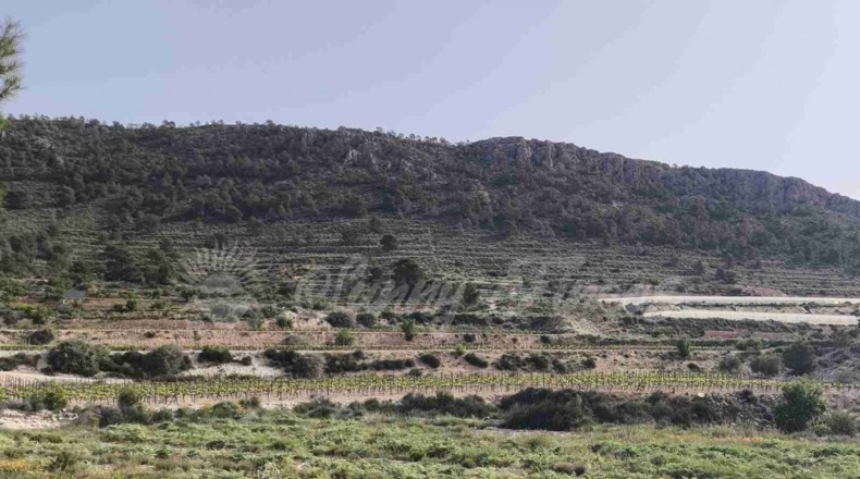Alicante - La Romana - 10000m2