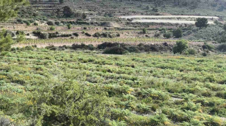Alicante - La Romana - 10000m2