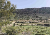 Non-developable land for sale in La Romana ref: TR412983 photo
