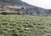 Non-developable land for sale in La Romana ref: TR412983 photo