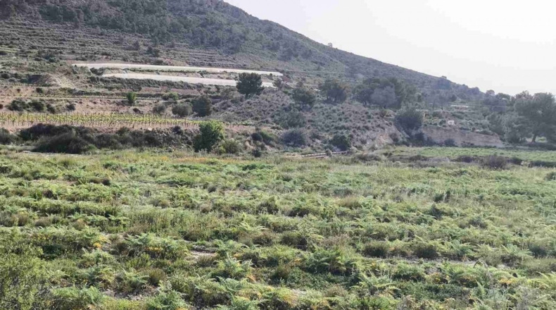 Alicante - La Romana - 10000m2