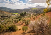 Finca rústica en venta en Antequera ref: TR412990 foto