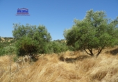 Finca rústica en venta en Jerez de los Caballeros ref: TR413008 foto