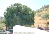 Casa de campo con terreno en venta en la España, El Gastor, ref: TR108323 foto