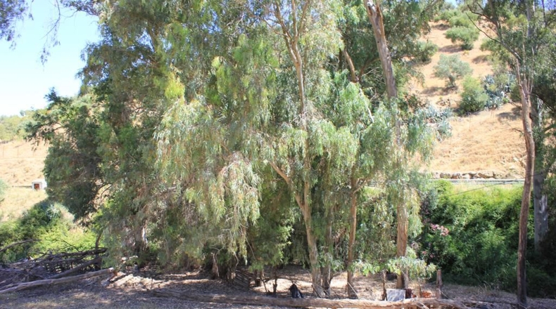 Cádiz - El Gastor - 29434m2
