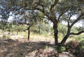 Moguer 30000&nbsp;m²
