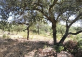 Finca rústica en venta en Moguer ref: TR413043 foto