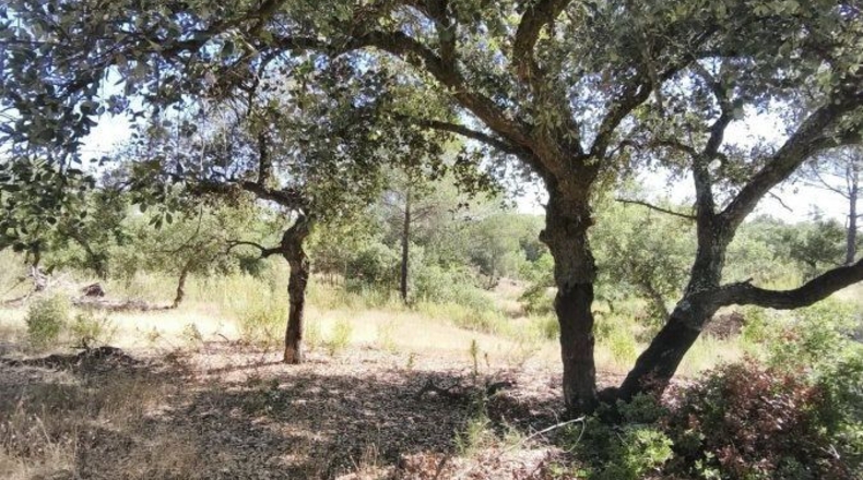 Huelva - Moguer - 30000m2
