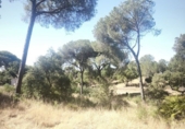 Finca rústica en venta en Moguer ref: TR413043 foto