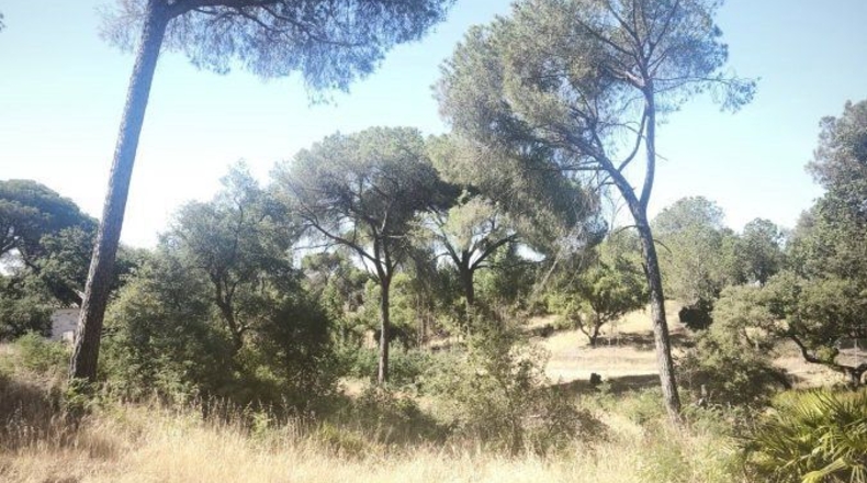 Huelva - Moguer - 30000m2