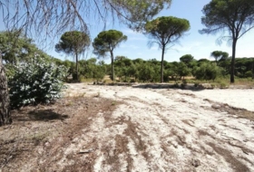Moguer 30000&nbsp;m²