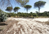 Finca rústica en venta en Moguer ref: TR413043 foto