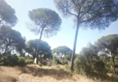 Finca rústica en venta en Moguer ref: TR413043 foto