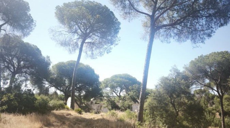 Huelva - Moguer - 30000m2