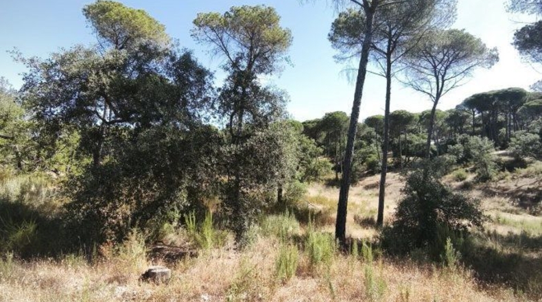 Huelva - Moguer - 30000m2