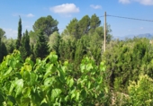 Chalet independiente con terreno en venta en Roquetes ref: TR413045 foto