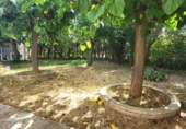 Chalet independiente con terreno en venta en Roquetes ref: TR413045 foto