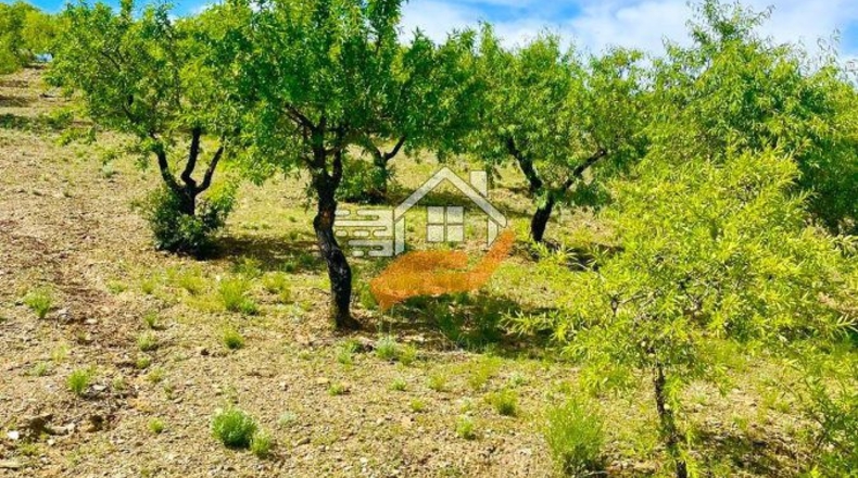 Almeria - Vélez-Rubio - 60000m2
