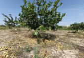 Terreno con Almacén en venta en la España, Novelda, ref: TR413058 foto