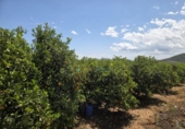 Terreno no urbanizable en venta en la España, Oliva, ref: TR413068 foto