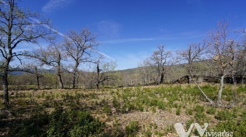 Guadalajara - Campillo de Ranas - 3242m2