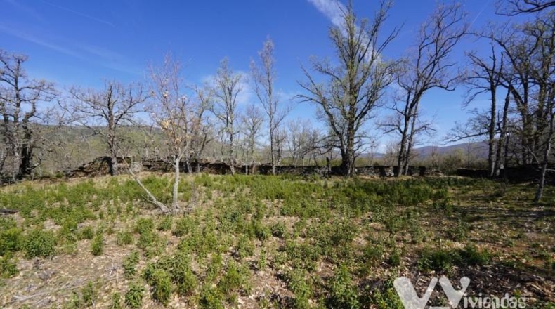 Guadalajara - Campillo de Ranas - 3242m2