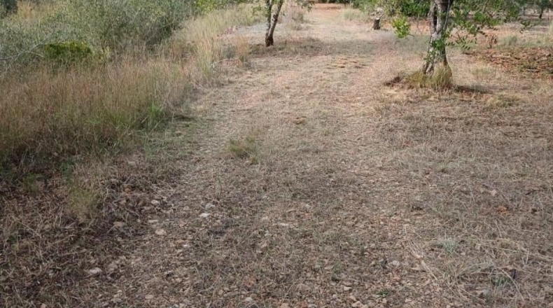 Tarragona - Mont-roig del Camp - 10500m2