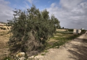 Non-developable land for sale on España, Librilla, ref: TR413088 photo