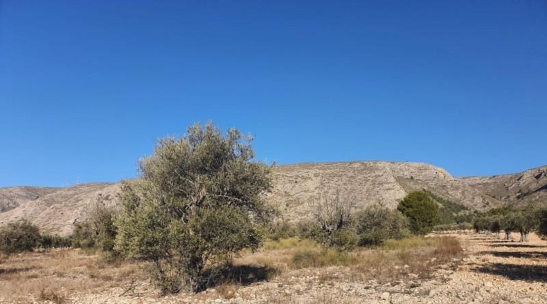 Alicante - Villena - 18832m2